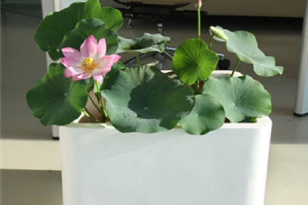 picture of watering lotus
