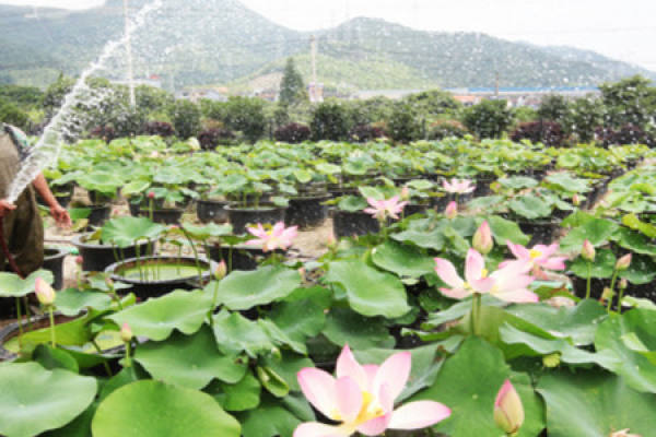 picture of watering lotus