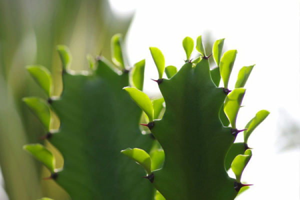 Leaf cactus