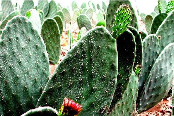 Leaf cactus