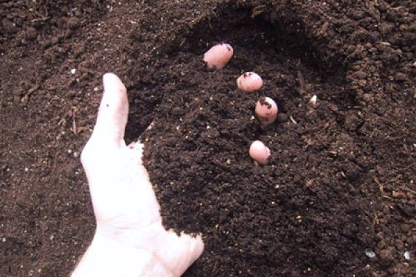 Lotus seed germination