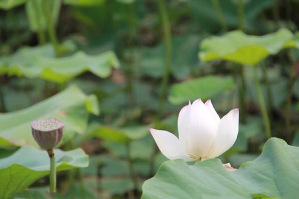 Lotus seed germination