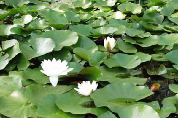 Pictures of White Water Lilies