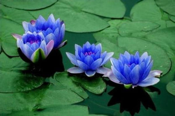 Pictures of White Water Lilies