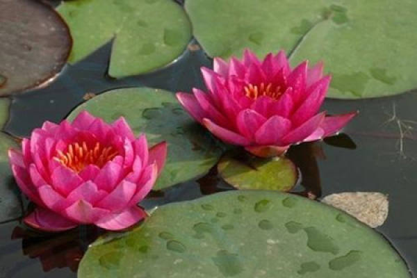 picture of white water lily