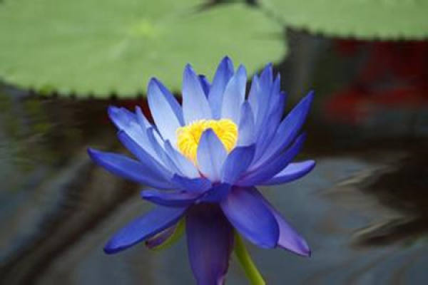 picture of white water lily
