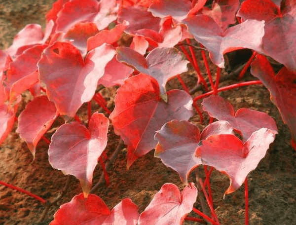Chinese ivy