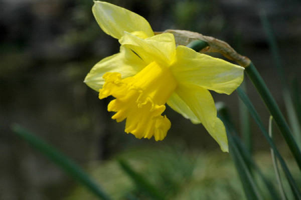 A picture of a trumpet daffodil