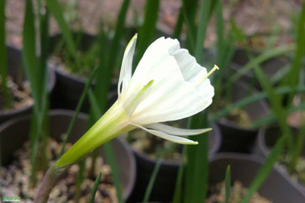 A picture of a trumpet daffodil