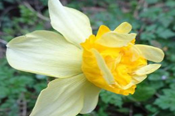 A picture of a trumpet daffodil