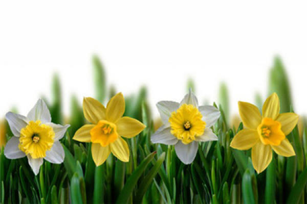 A picture of a trumpet daffodil