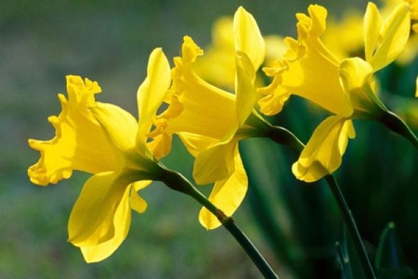 picture of trumpet Narcissus