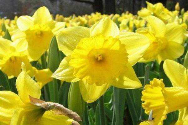 picture of trumpet Narcissus
