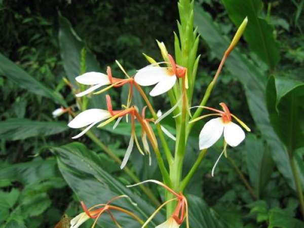 round Ginger Lily