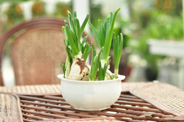 picture of Narcissus blooming