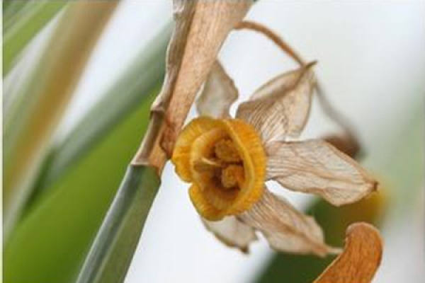 Picture of withered daffodils