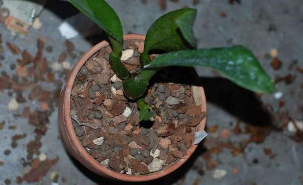 Cattleya black rot symptom