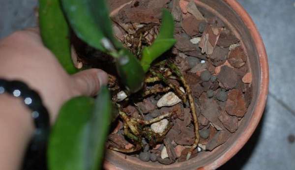 Cattleya black rot symptom