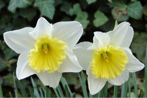 A picture of a daffodil in bloom