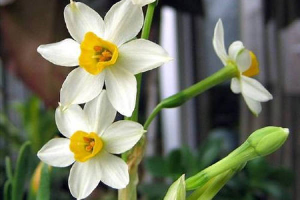 A picture of a daffodil in bloom