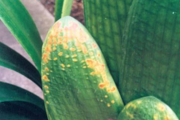 Narcissus daffodil big brown spot disease pictures