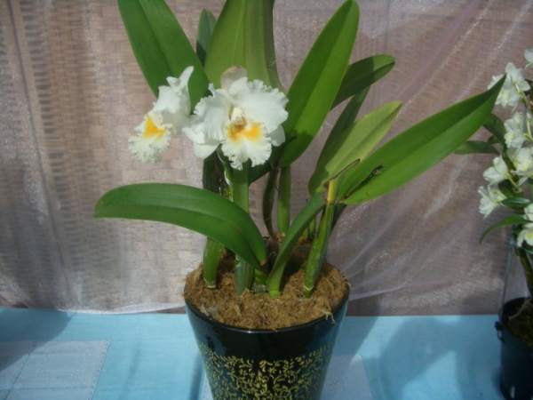 cultivated cattleyan in China