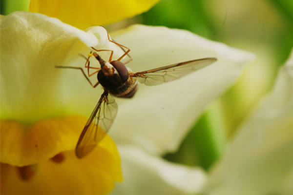 picture of daffodil melasma