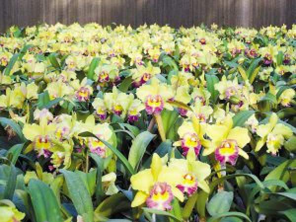 cultivated cattleyan in China