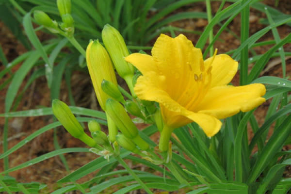 Picture of day lilies