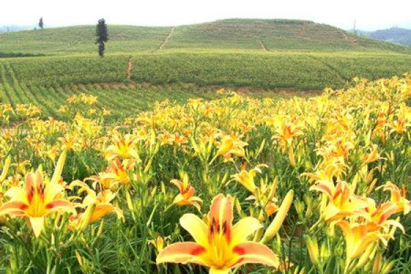 Picture of day lilies