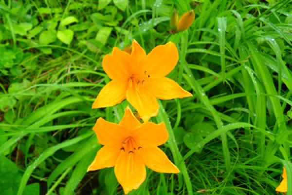 Picture of day lilies