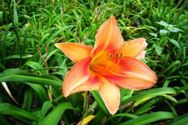 Picture of day lilies