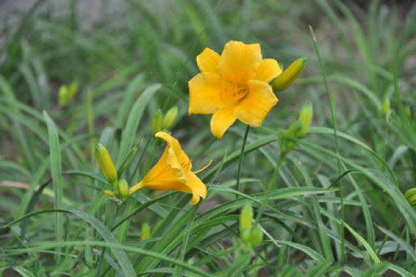 Picture of day lilies