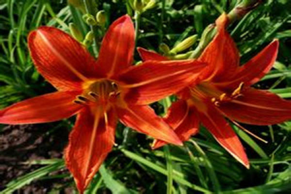 Picture of day lilies