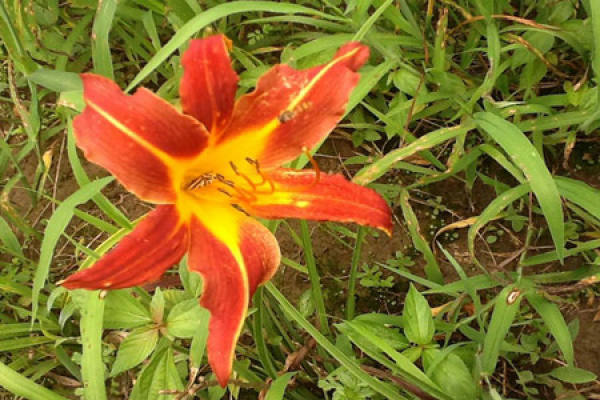 Picture of day lilies