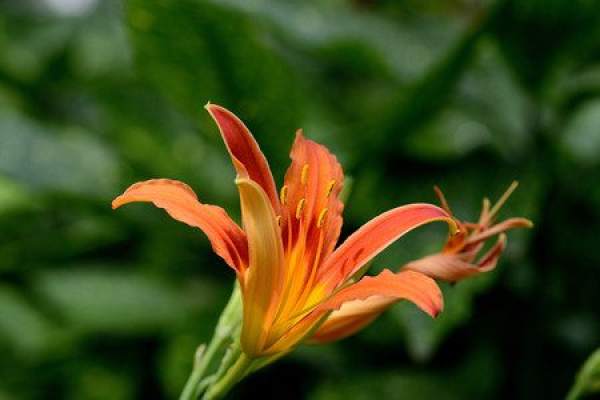 Picture of day lilies