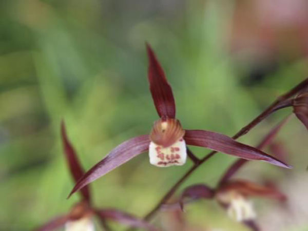 Humidity requirements for maintenance of orchid