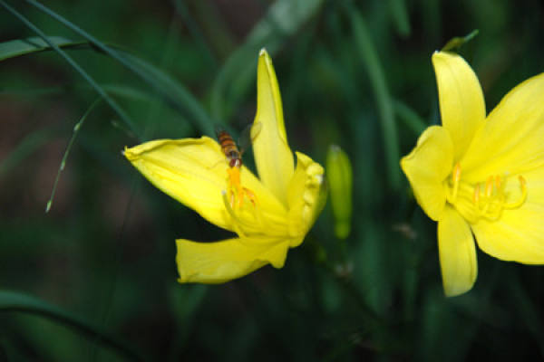 Hemerocallis fulva unde continental monsoon climatic