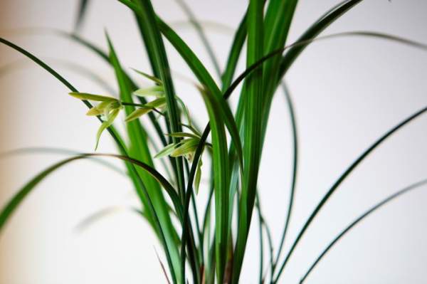 Ornamental ways of cold orchid