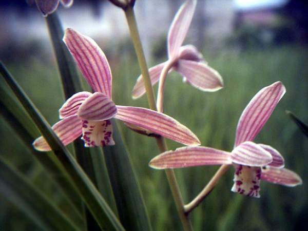 Ornamental ways of cold orchid