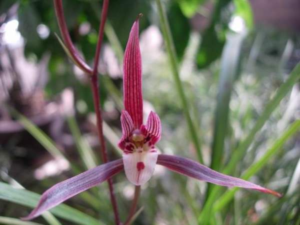 Planting Technology of Cymbidium Kanran Planting Technology of Cymbidium Kanran