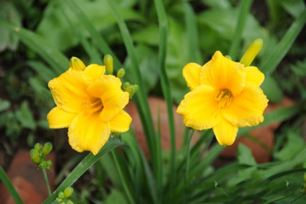 picture of blooming Hemerocallis