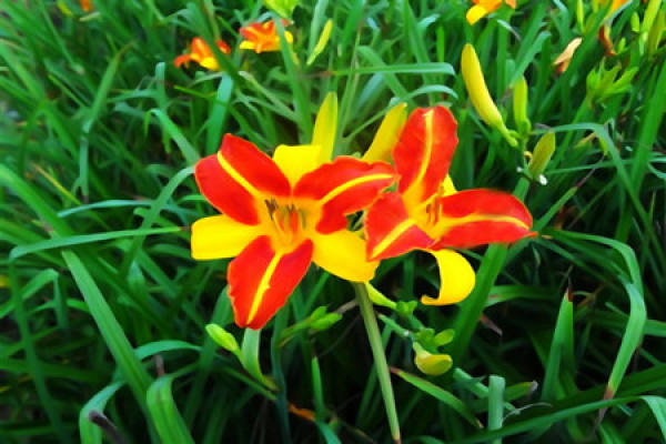 picture of Hemerocallis in full bloom