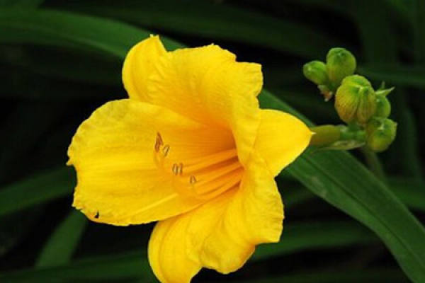 picture of Hemerocallis in full bloom