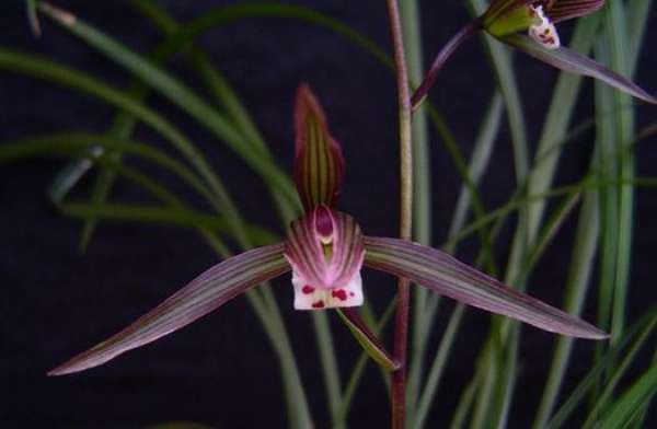 The necessary condition for that growth of Cymbidium kanran