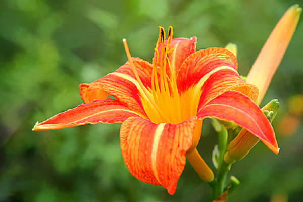 Hemerocallis soil pictures