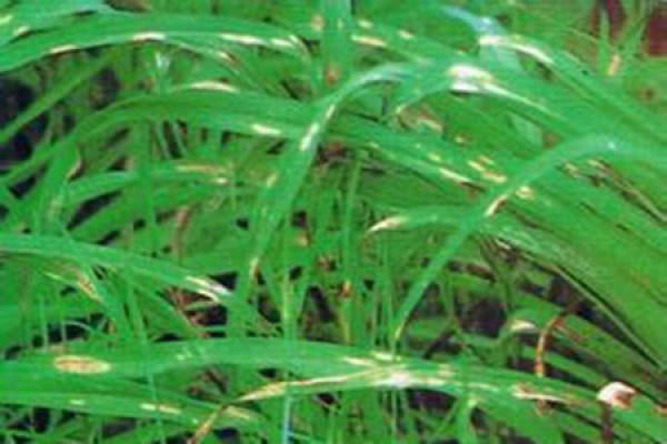 picture of XuanCao soil