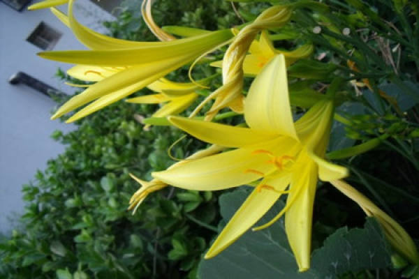 Hemerocallis blooming pictures