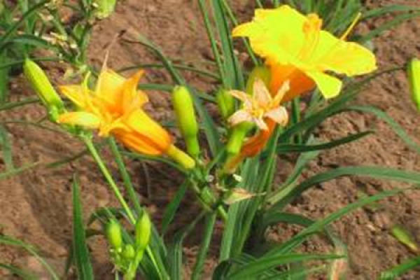 picture of Hemerocallis blooming