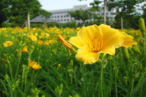 Hemerocallis blooming pictures